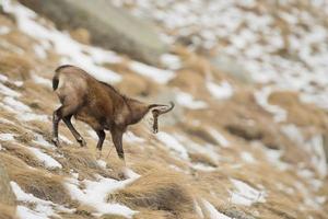 An isolated chamois deer in the snow background photo