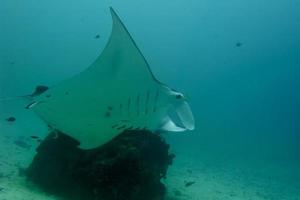 Manta underwater close up portrait while diving photo