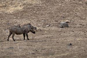 warthog in kruger park south africa photo