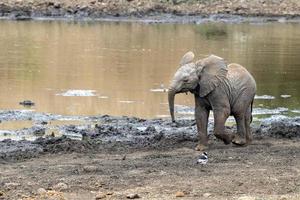 bebé elefante ondeando la trompa en el parque kruger sudáfrica foto