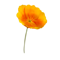 Watercolor orange california poppy png