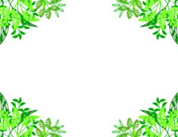 cadre à base de plantes transparent png