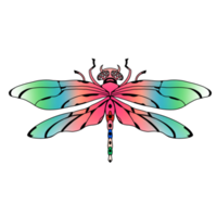 il colorato libellula png