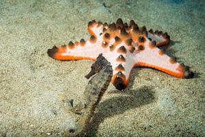 Black sea horse hanging on pink sea star photo