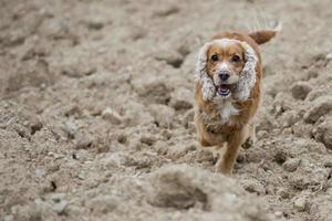 Puppy dog cocker spaniel photo