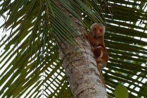 Cuscus indonesian possum endemic monkey portrait photo