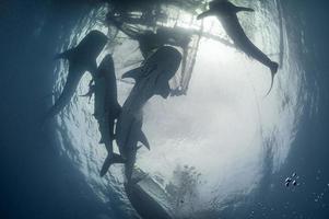 Whale Shark close encounter in west papua cenderawasih bay photo