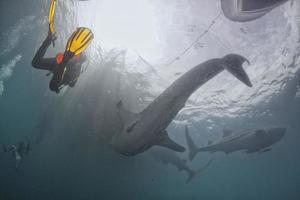 tiburón ballena bajo el agua en el mar azul profundo parece atacar foto