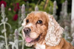 Dog puppy cocker spaniel portrait looking at you photo