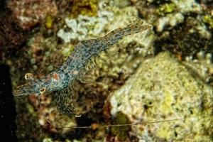 shrimp on the black backgorund in Indonesia photo