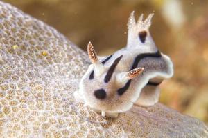 Chromodoris wilani nudibranch underwater portrait macro photo