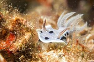 Chromodoris wilani Nudibranch photo