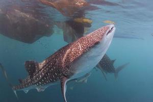 Whale Shark close up underwater portrait photo