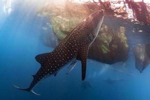 tiburón ballena bajo el agua acercándose a una red de pesca foto