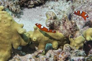 Coris rainbow wrasses fish portrait photo