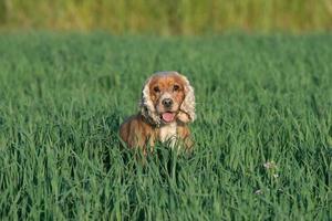 Young puppy dog English cocker spaniel while running on the grass photo