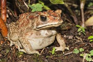 primer plano de rana de indonesia foto