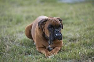 dog boxer young puppy while sitting on green grass photo