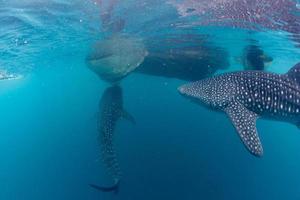 Whale Shark underwater approaching a scuba diver in Indonesia photo