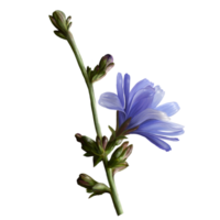 realistic image of chicory herb flower and stem png