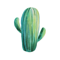 cactus watercolor illustration png