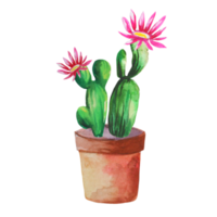 blommande kaktus i en kruka png