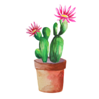 cactus en fleurs dans un pot png