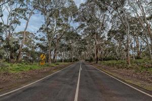 south australia road inside in eucalyptus forest photo