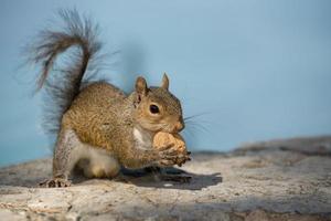 A grey squirrel looking at you while holding a nut  in the blue sky background photo