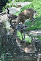 Deer ibex long horn sheep Steinbock while drinking photo