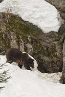 A black bear brown grizzly portrait in the snow while looking at you photo