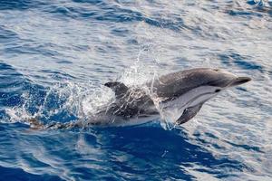 delfines saltando en el mar azul profundo foto