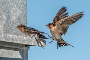 swallow swift on the deep blue cloudy sky photo