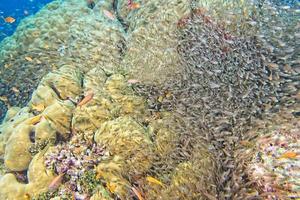 Glass fishes giant bait ball moving underwater photo