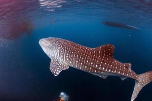 tiburón ballena viniendo hacia ti bajo el agua foto