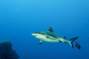 A grey shark jaws ready to attack underwater close up portrait photo