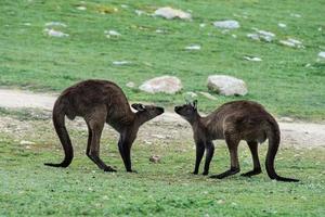 Two Male Kangaroo while fighting photo