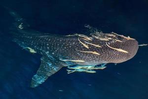 Whale Shark close up underwater portrait at night photo