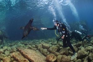 Puppy sea lion underwater looking at you photo