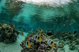 snorkeling en los jardines de arrecifes de coral de la polinesia francesa bajo la lluvia foto