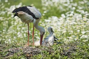 Stork with baby puppy in its nest on the daisy background photo