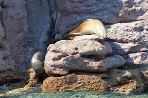 sea lion seals relaxing photo