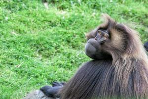 gelada babuino mono simio retrato foto