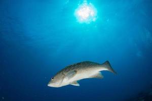 Yellow grouper sweetlips school of fish underwater photo