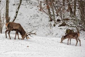 red deer on snow background photo