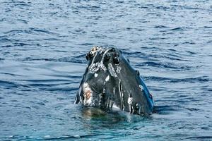 cabeza de ballena jorobada saliendo foto