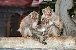 mono macaco de indonesia mono dentro de un retrato del templo foto