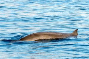 Rare Goose Beaked whale dolphin Ziphius cavirostris photo