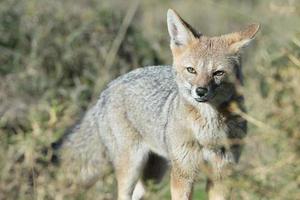 grey fox hunting on the grass photo