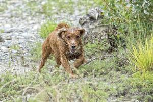 happy puppy dog running to you photo